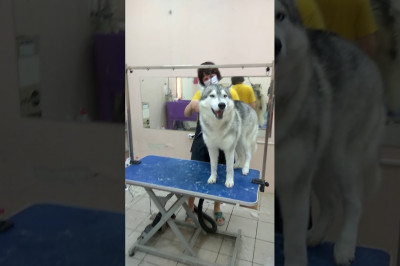 На помощь , шубы лишают !