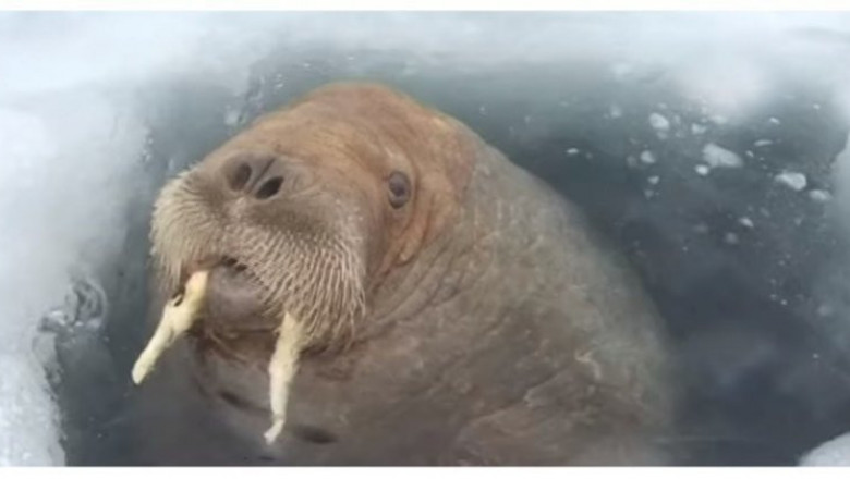 Здрастье , я морж !