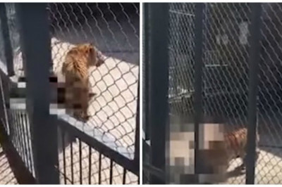 Смертельное нападение на смотрителя зоопарка 