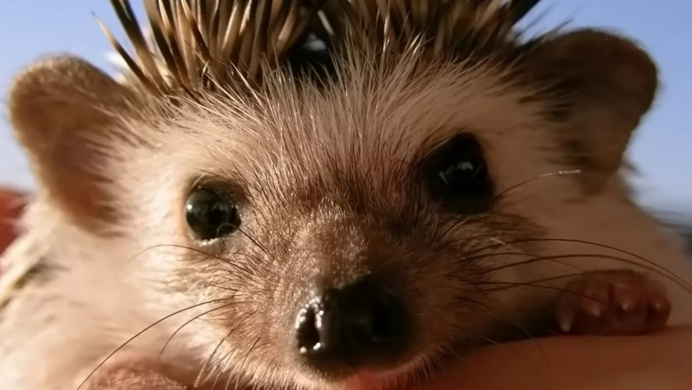 Ежиха релаксирует 