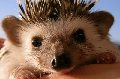 Ежиха релаксирует 