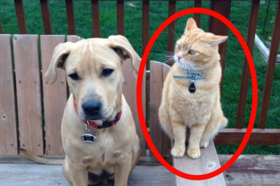 Забавные собачки и котики 