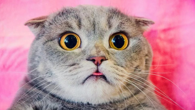 Когда хозяева идиоты 