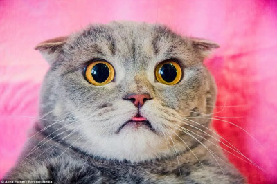 Когда хозяева идиоты 