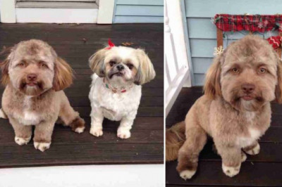 Пользователей Сети испугал пёс похожий на человека 