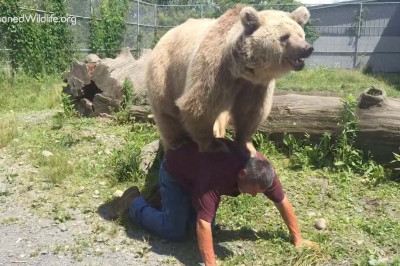 Медвежья нежность 