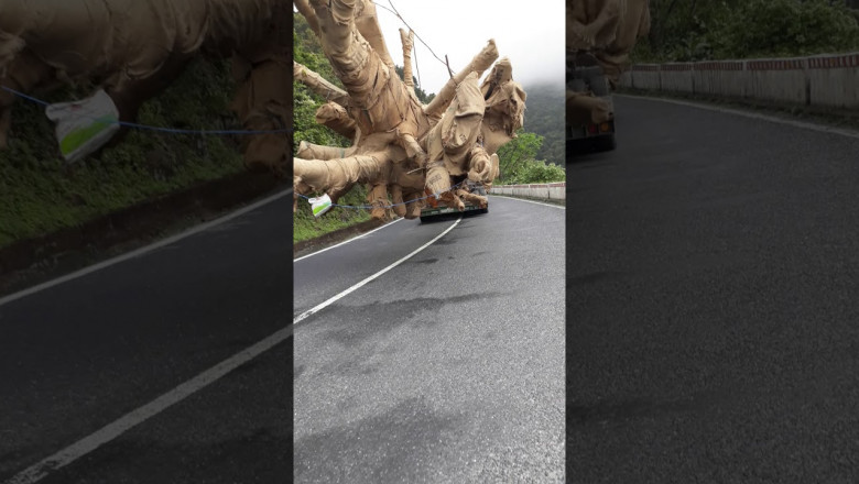 Транспортировка необычного дерева 