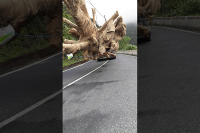 Транспортировка необычного дерева 