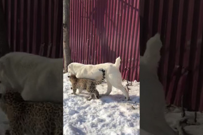 Детёныш леопарда воспитывается  собакой