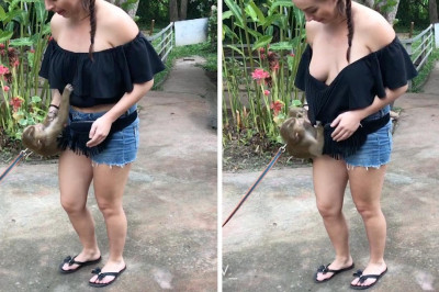 Мартышка - проказница 