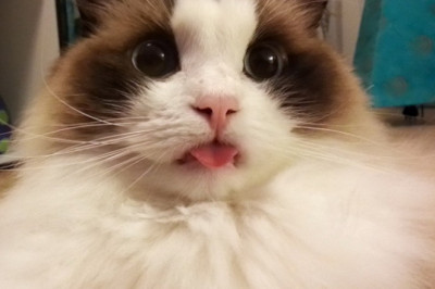 Необычная привычка кота 