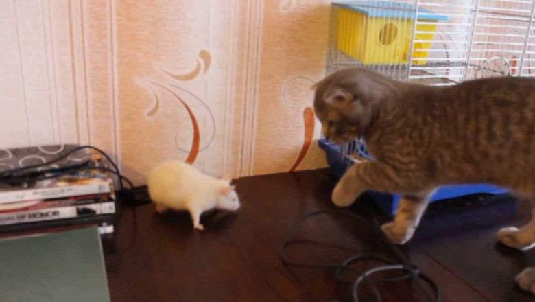 Крыска и кот 