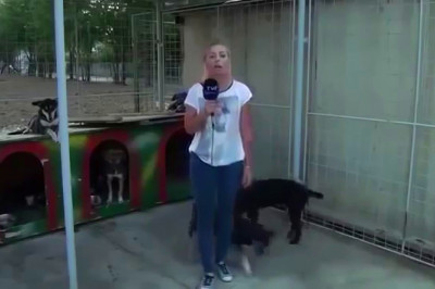 Журналистка и собачка