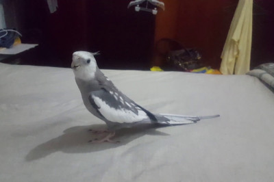 Музыкальный попугай