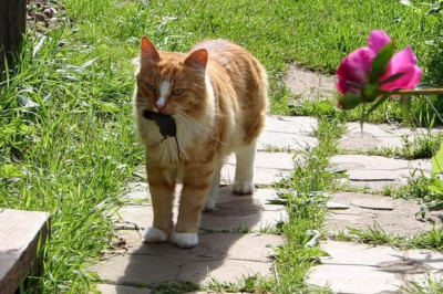 Развлечение кошки Машки 