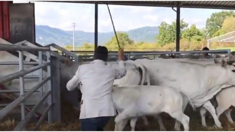 Храбрый телёнок 