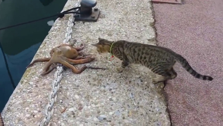 Кот и осьминог 