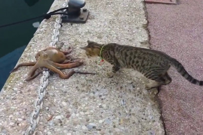 Кот и осьминог 