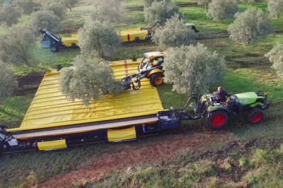 Как собирают оливки 