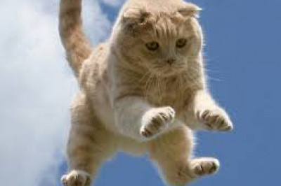 Пушок с восьмого этажа