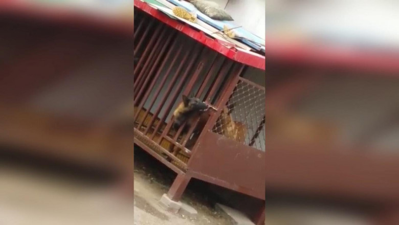 Дерзкий побег 