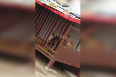 Дерзкий побег 