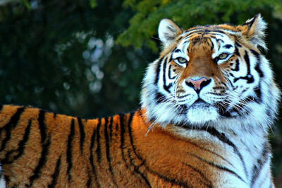 Урчание тигра 