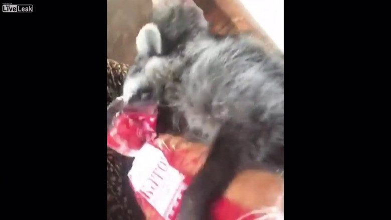 Енот - любитель батонов 