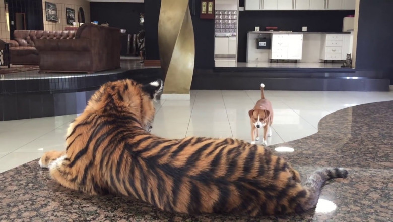 Тигрёнок , собака  и котик - дружбаны !