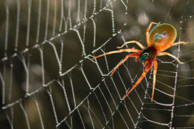 Плетение паутины 