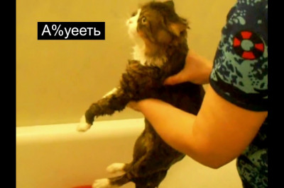 Кот-матерщинник 