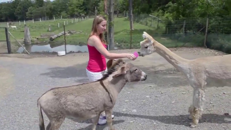 Ослик-ревнивец 