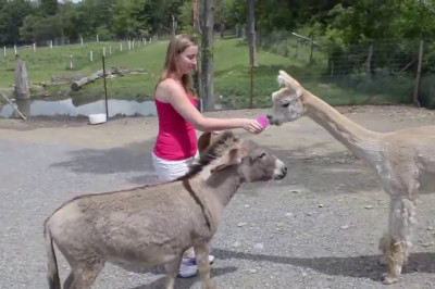 Ослик-ревнивец 