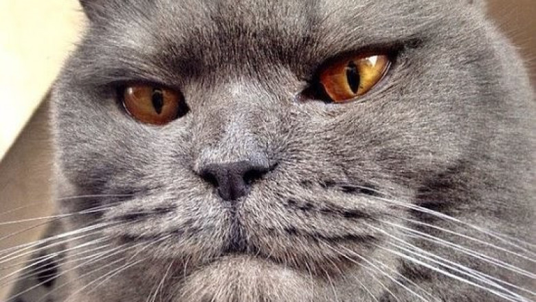 Когда лень мяукать 