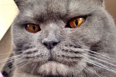 Когда лень мяукать 