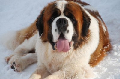 Вот так охранник !