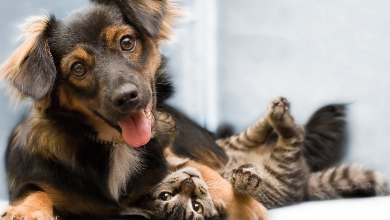 Собачка и котята 