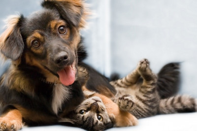 Собачка и котята 