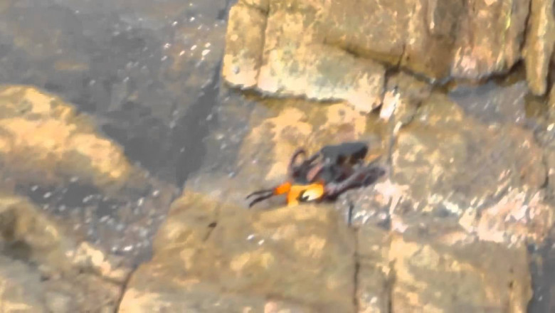 Нападение краба на осьминога 