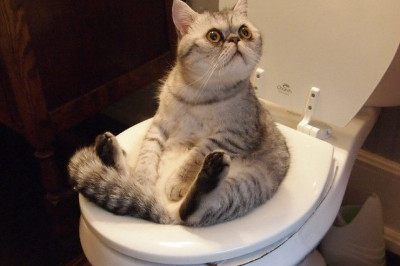 Как кот оказался в западне 