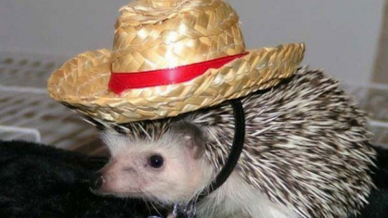 Ёжики - милашки 