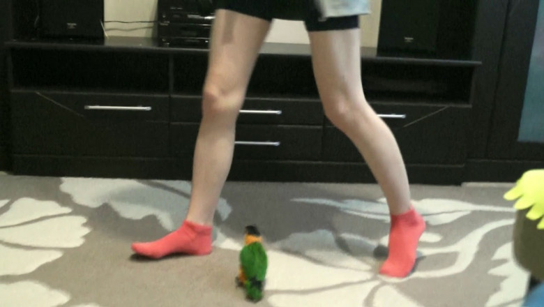 Настойчивый попугай