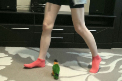 Настойчивый попугай