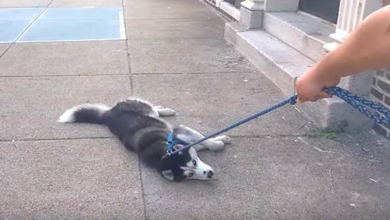 Хаски не хочет идти домой 