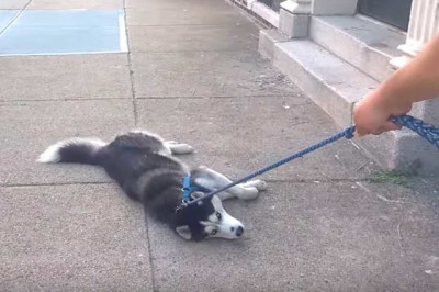 Хаски не хочет идти домой 