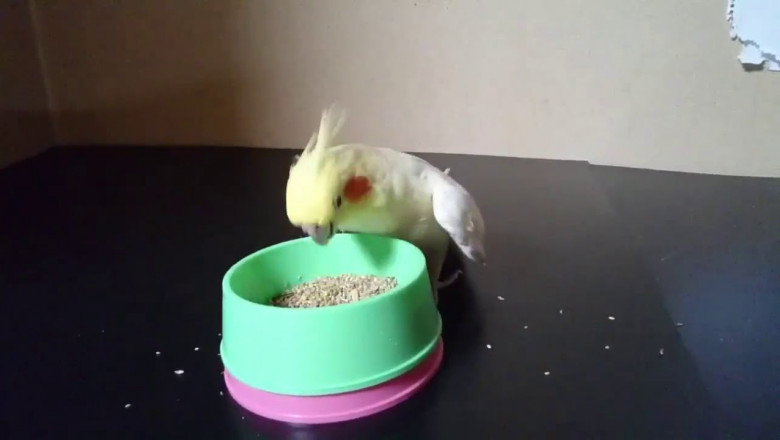 Голодный  попугай