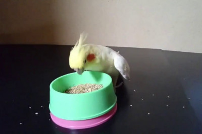 Голодный  попугай