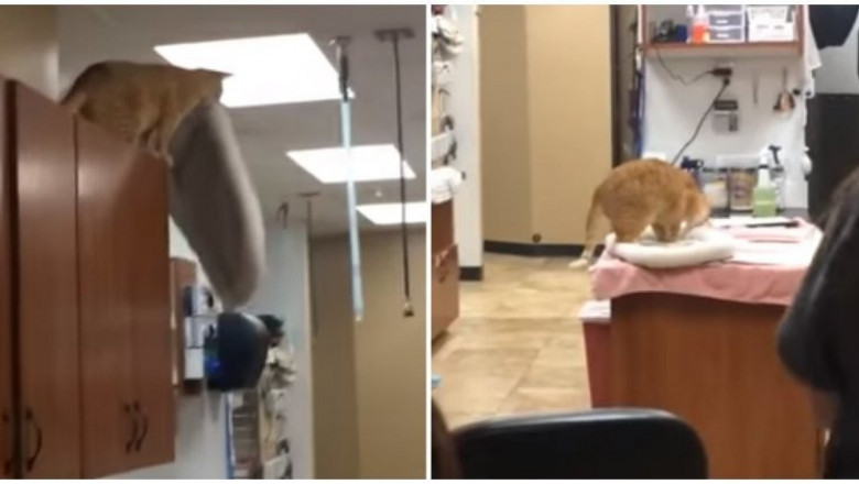 Кот- каскадёр 