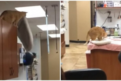 Кот- каскадёр 