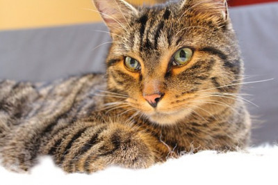 Идеальный кот 